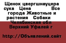 Щенок цвергшнауцера сука › Цена ­ 25 000 - Все города Животные и растения » Собаки   . Челябинская обл.,Верхний Уфалей г.